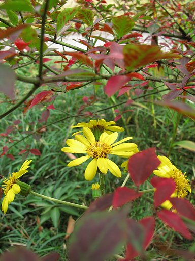 つわぶきと紅葉