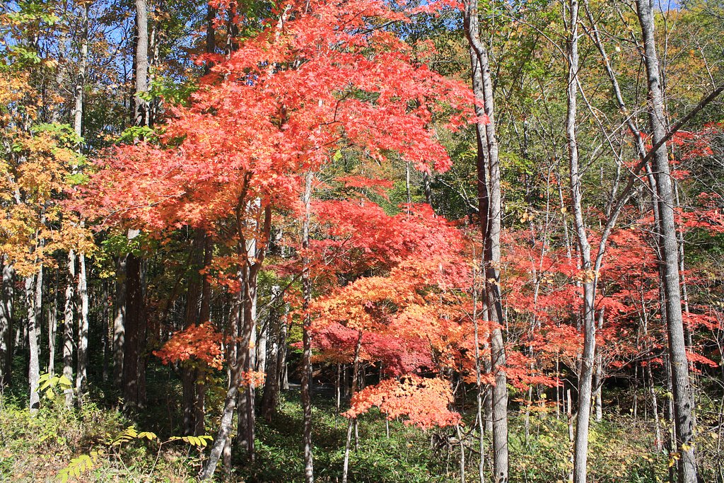 紅葉まっさかり