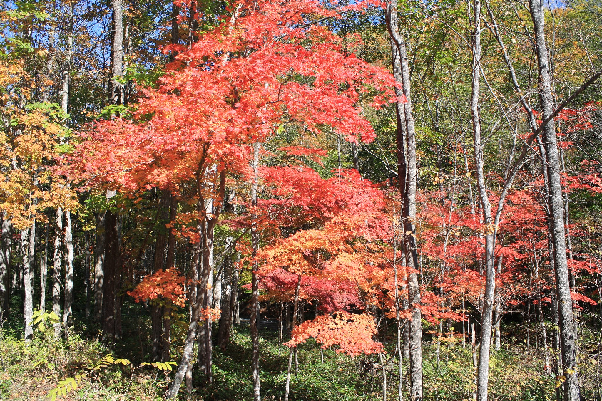 紅葉まっさかり