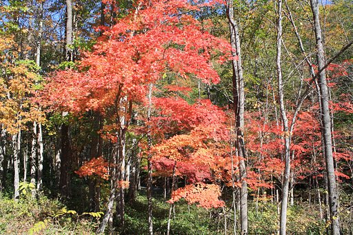 紅葉まっさかり