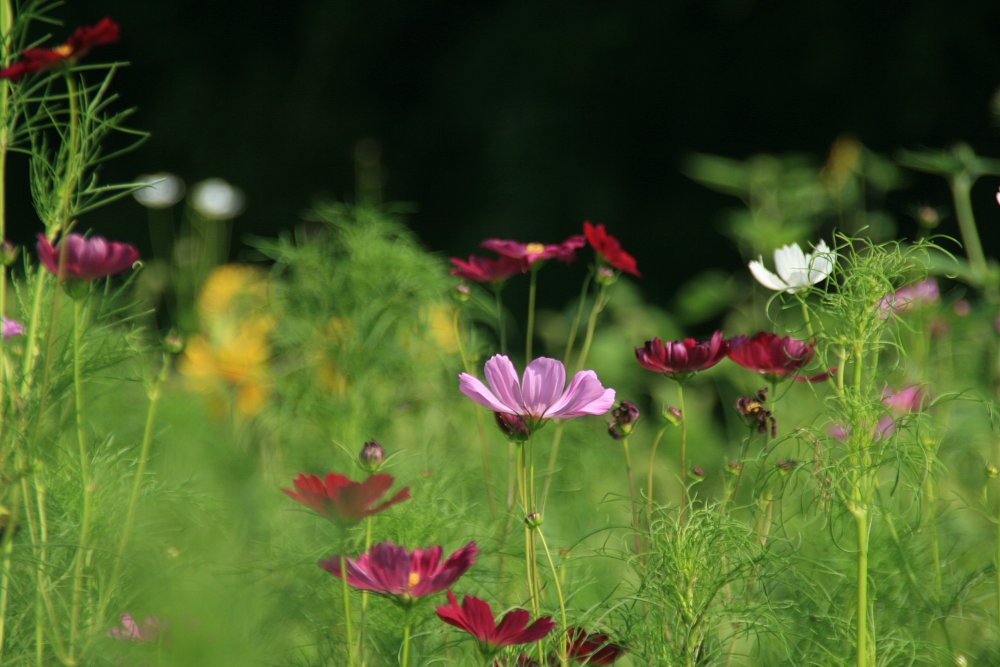 【秋】コスモス（秋桜）