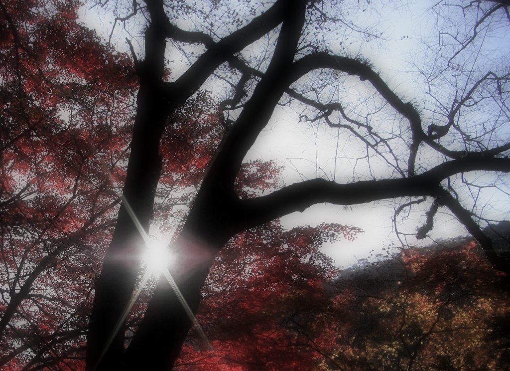 【秋】　晩秋