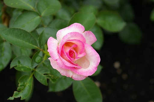 薔薇が咲いたぁ♪