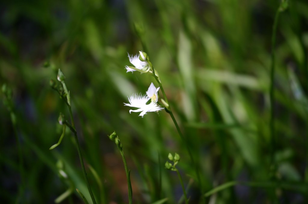 サギ草咲いて