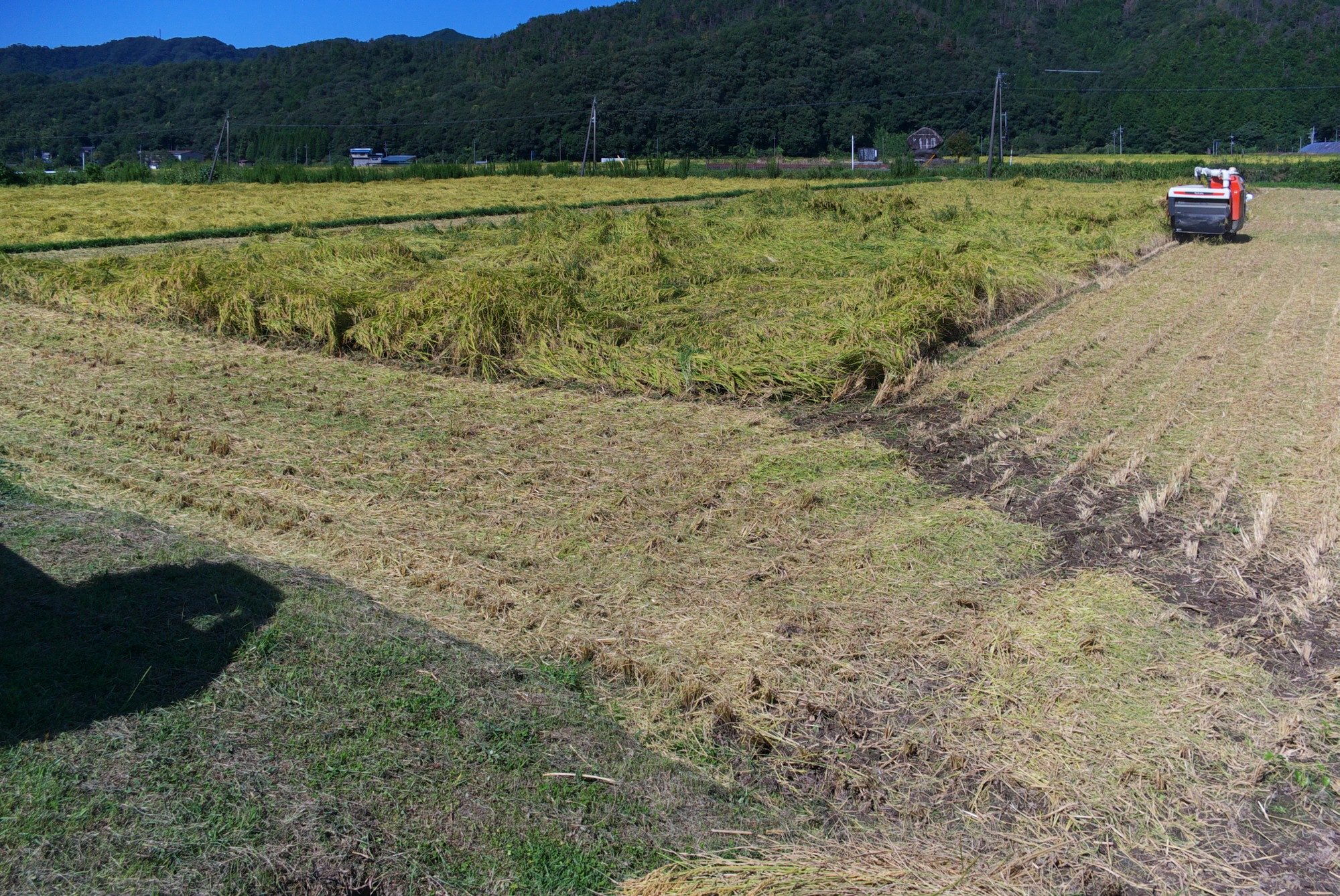 倒伏田の稲刈り