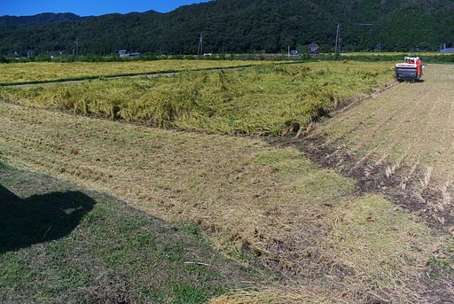 倒伏田の稲刈り