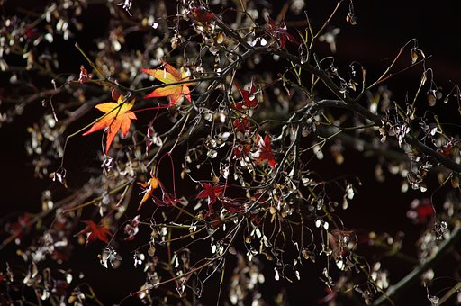 【秋】散るもみじ