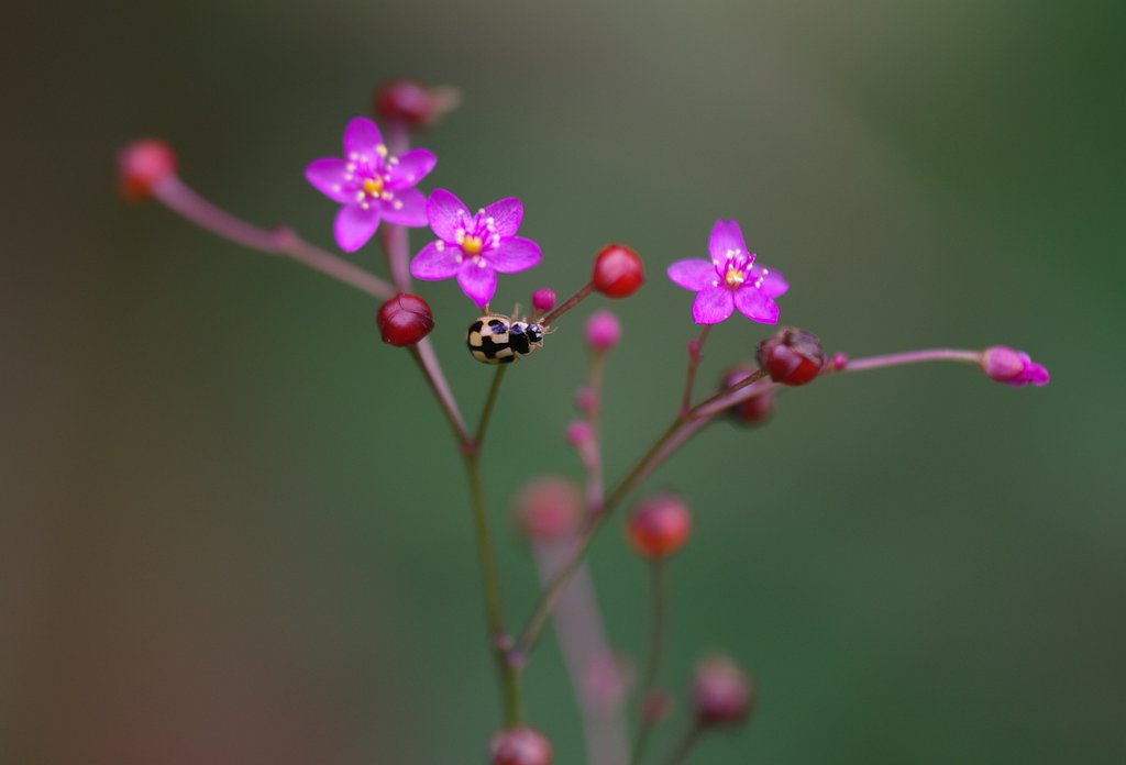 小さな花には小さな虫