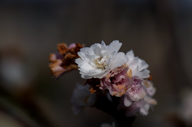 これなんて花？