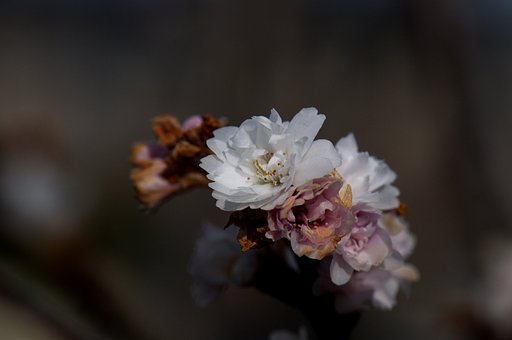 これなんて花？