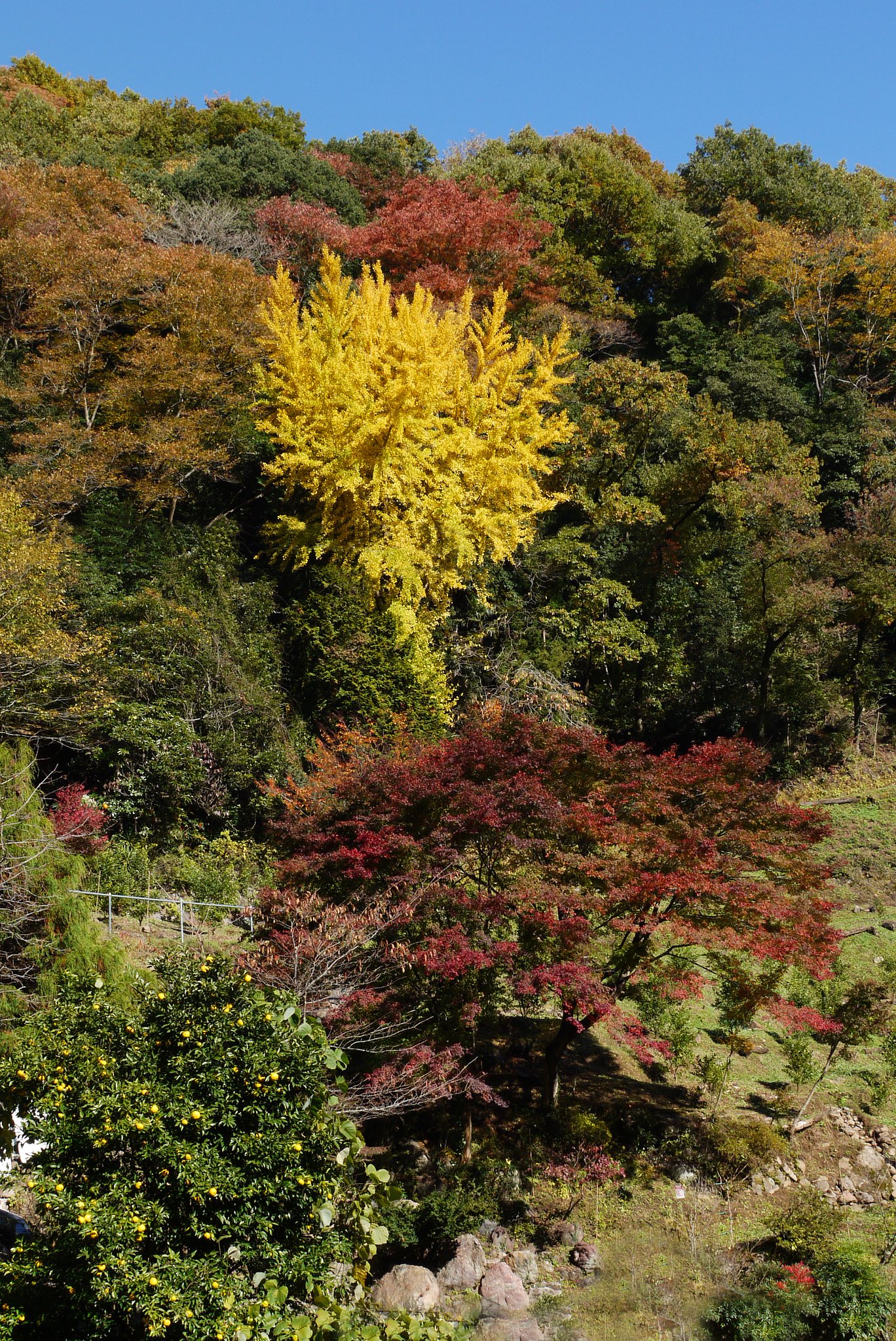 正丸峠への山道にて