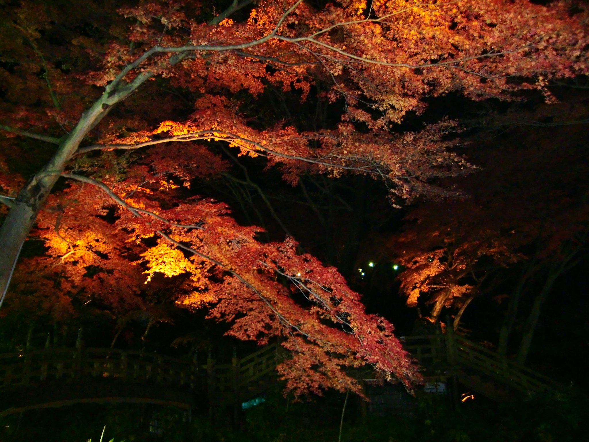 紅葉の光葉②