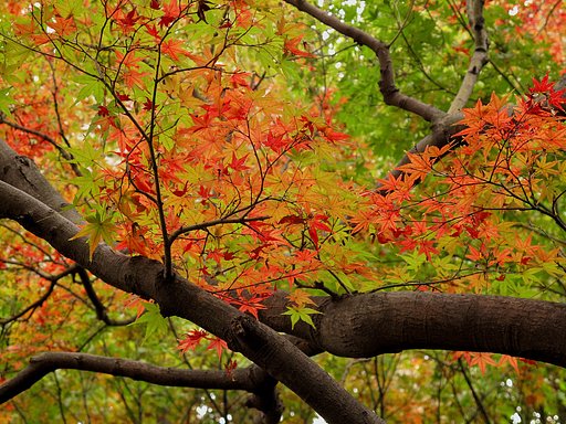 公園の紅葉