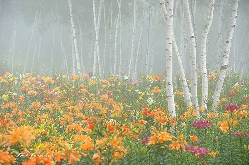 霧の中の楽園