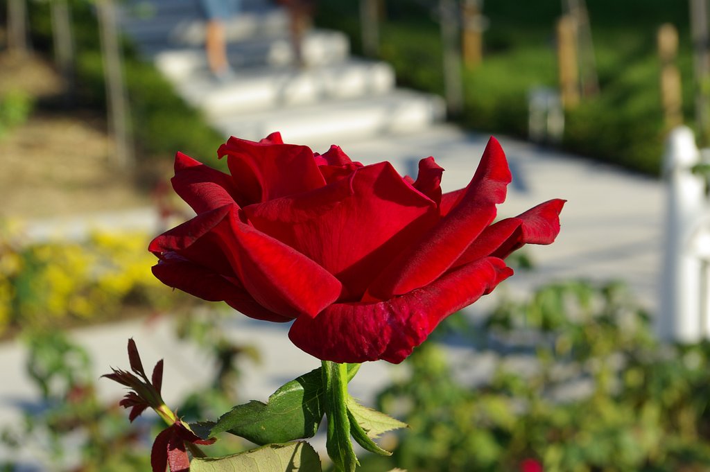 キレイな薔薇にはトゲがある