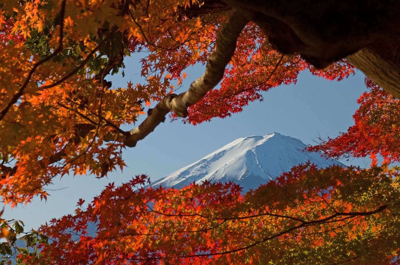 紅葉のすきまから
