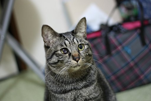 初の短焦点
