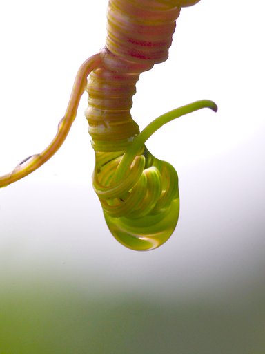Iinsect Lamp