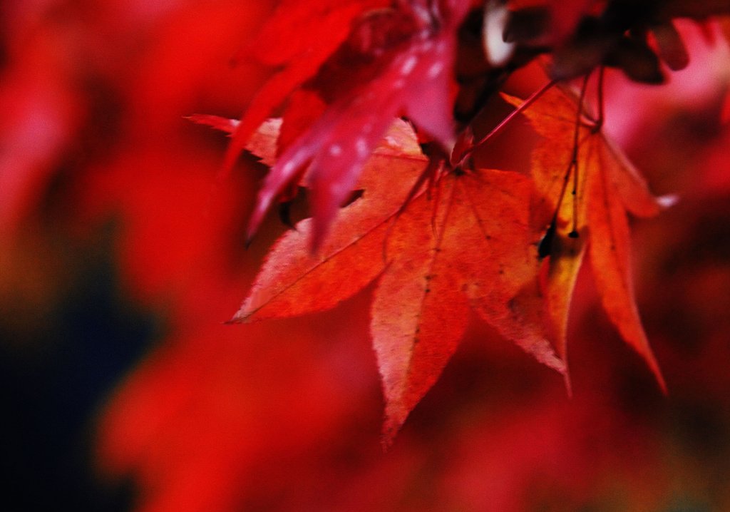　燃える紅葉