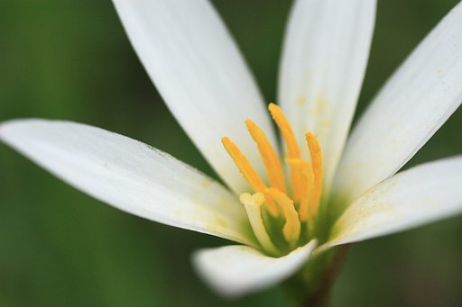伸びやかな花弁