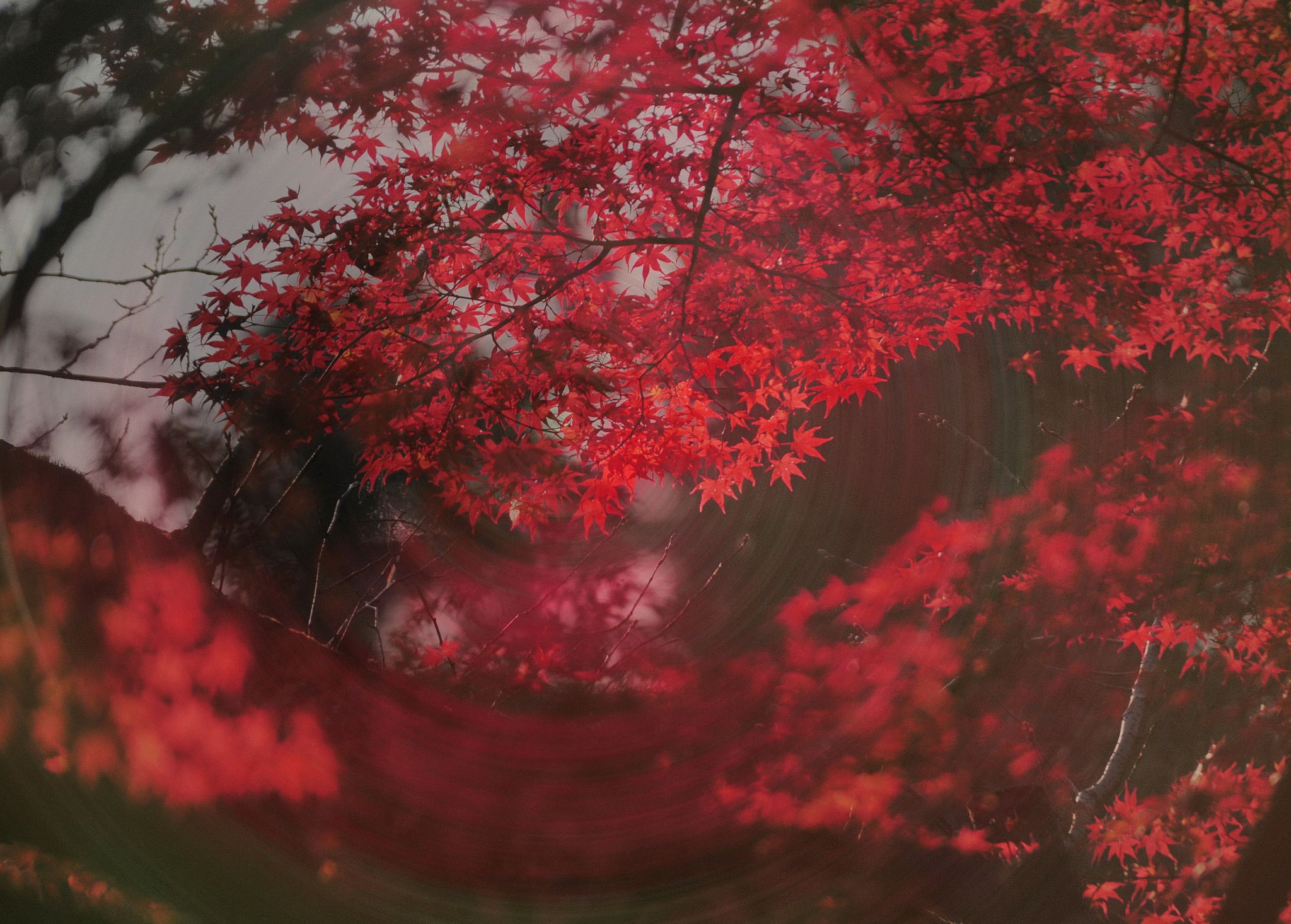 実験紅葉