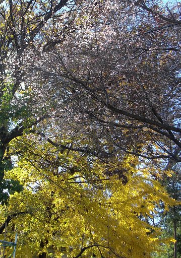 桜といちょう