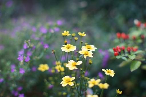 Canon FL 58mm 1:1.2