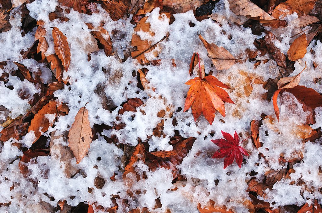 落葉が雪に。。