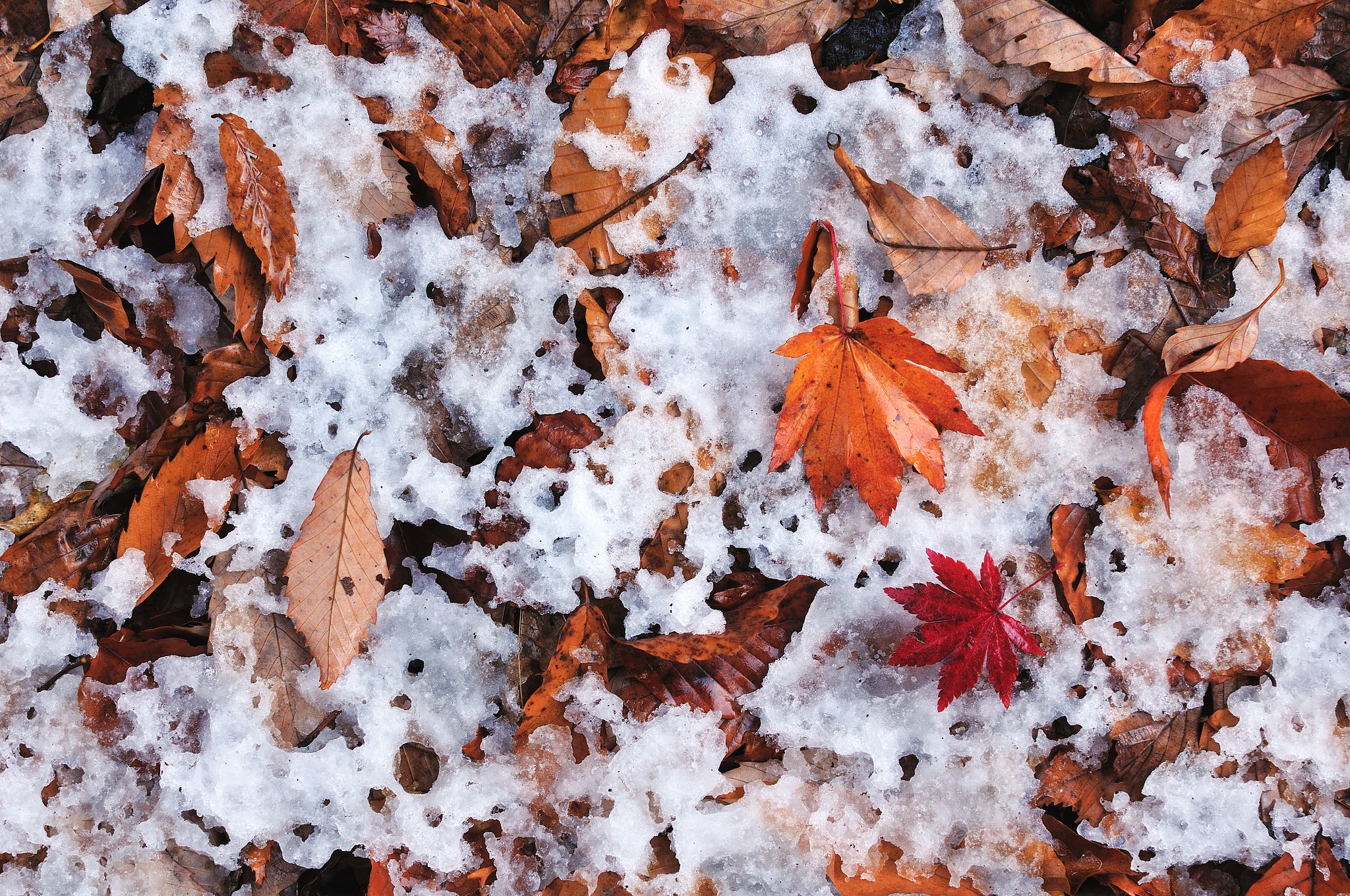 落葉が雪に。。