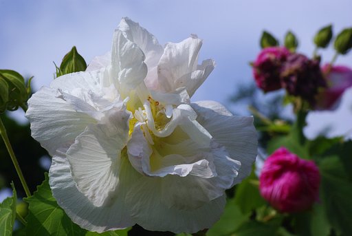 スイフヨウ（酔芙蓉）