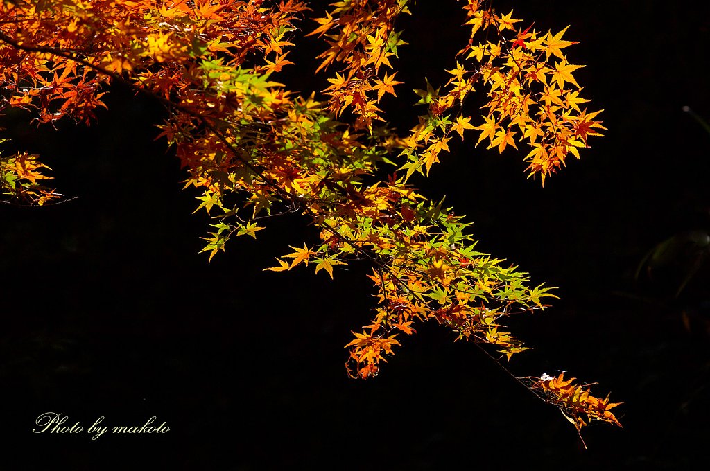 大洞院紅葉