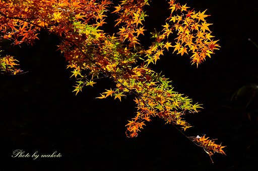 大洞院紅葉