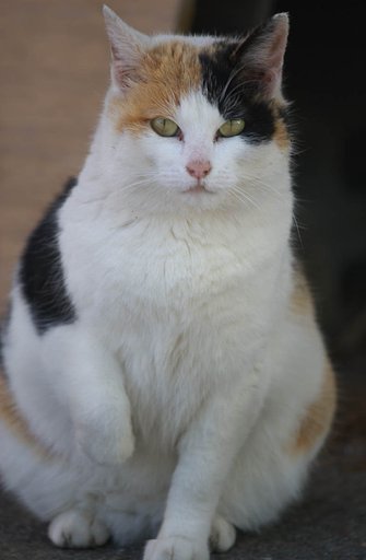 【猫】ちょっと招き猫