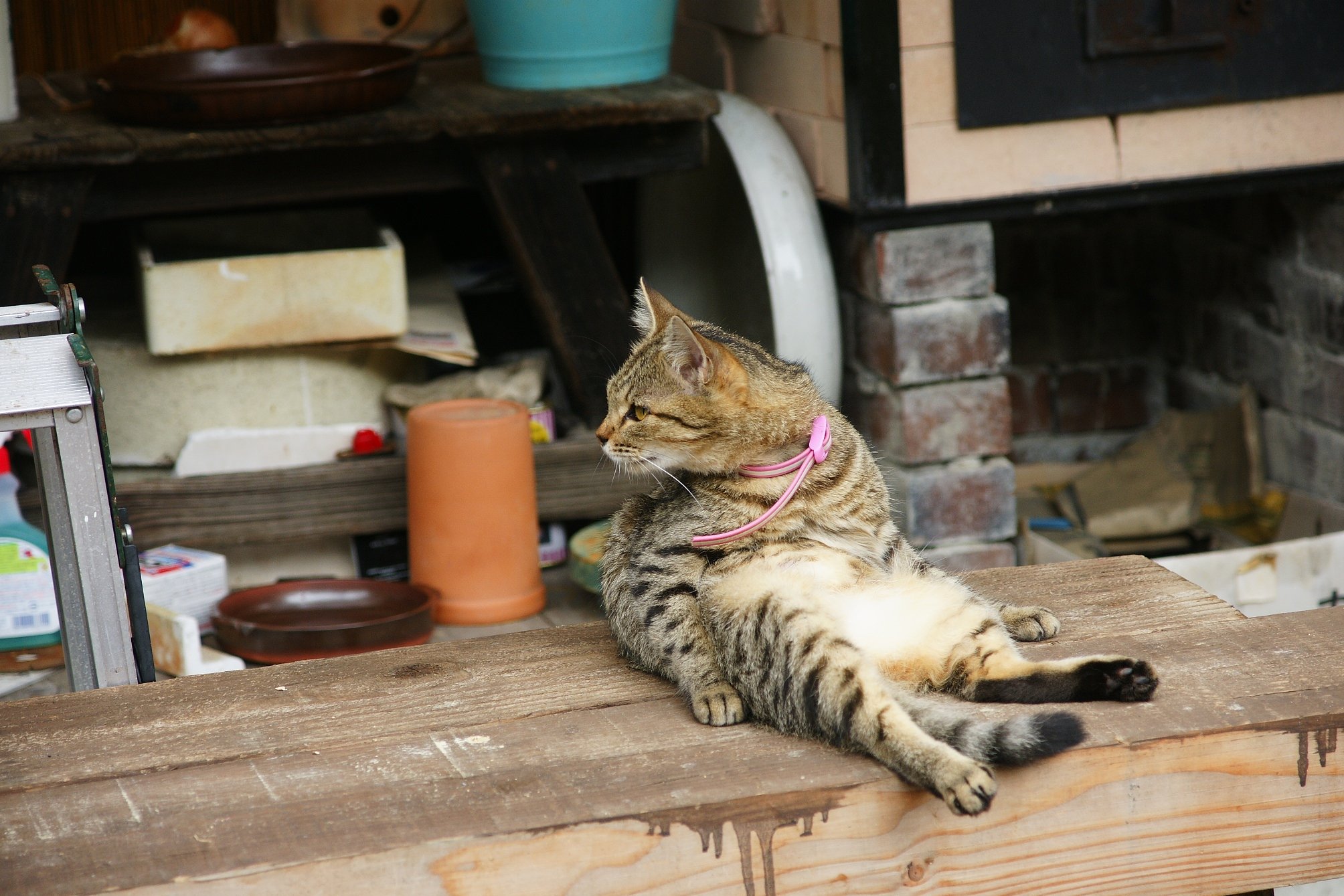 【猫】 おすわり