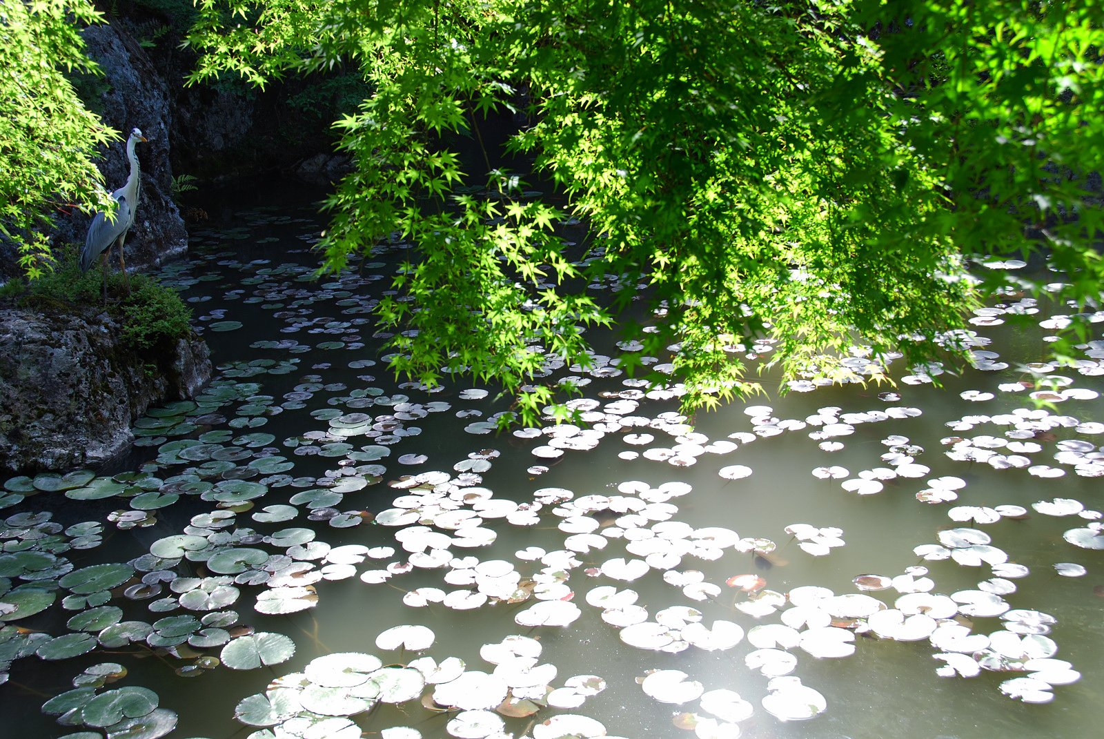 睡蓮の池