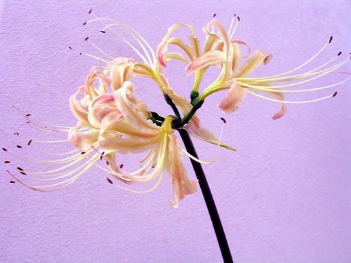 彼岸花