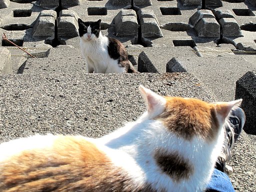 [猫]僕も行きたいよ〜
