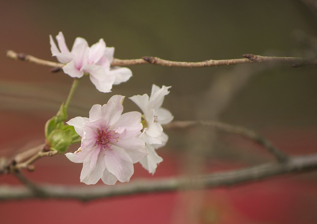 秋/桜　コスモスではありません