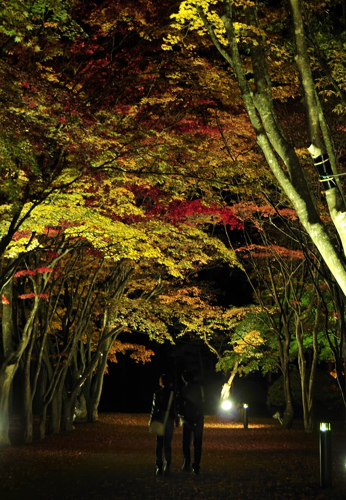 夜の紅葉