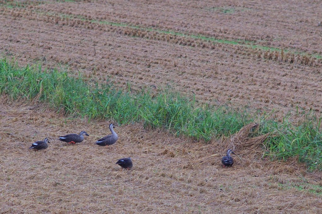 秋雨の田んぼで!