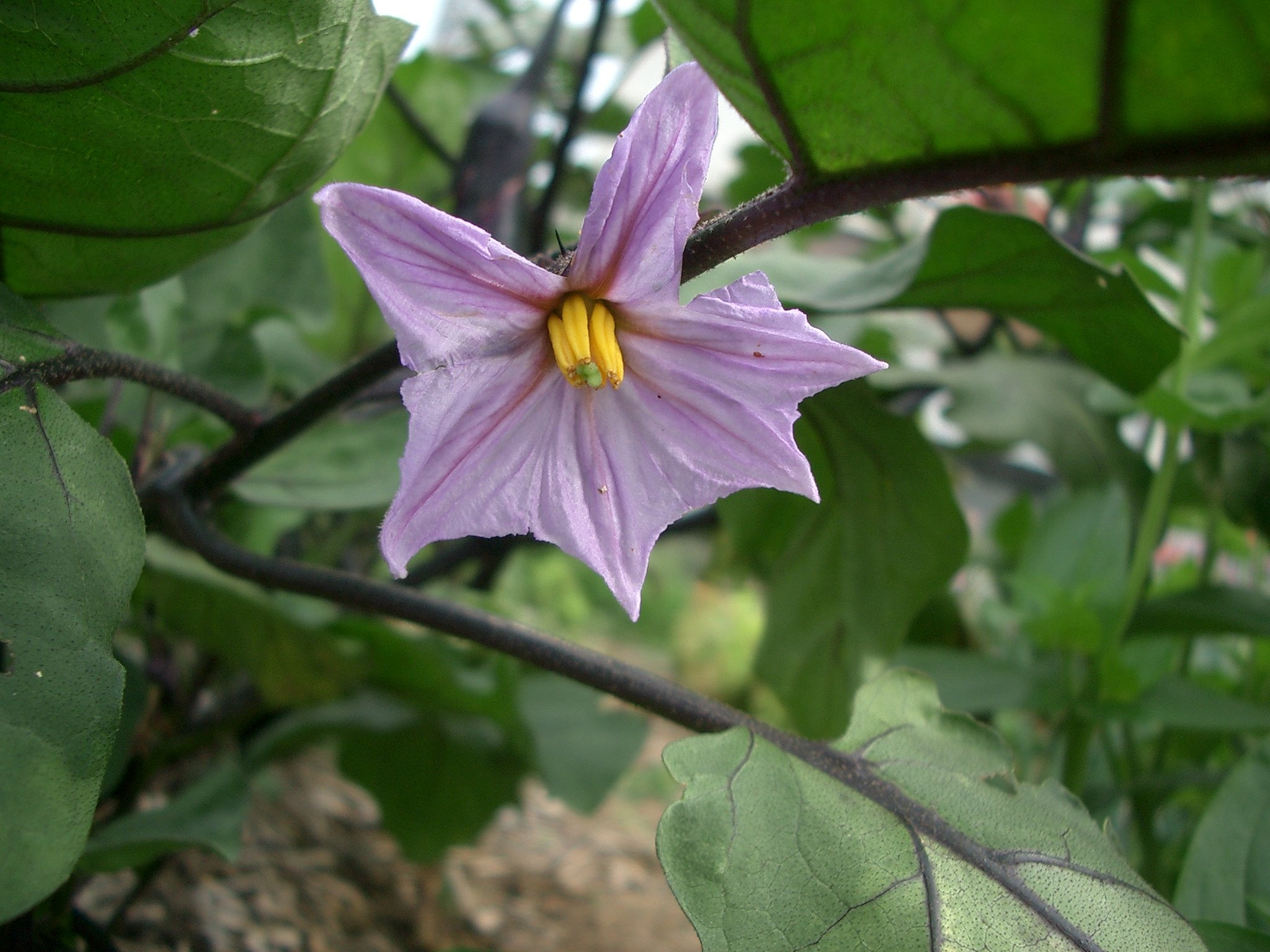 ナスビの花