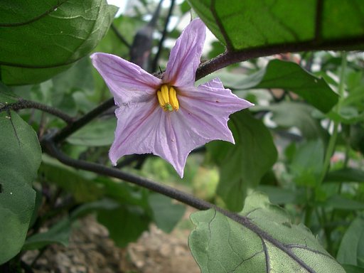 ナスビの花