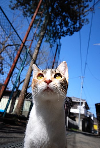 【猫】　ビー玉にゃんこ
