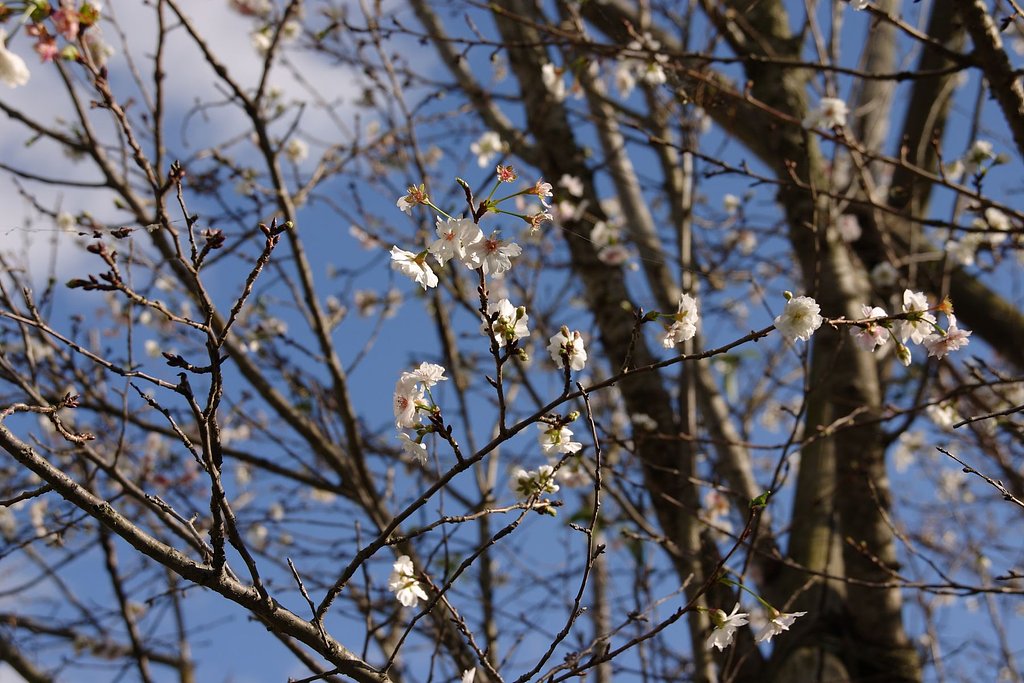 秋はやっぱり桜ですね。