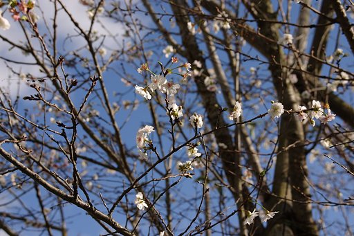 秋はやっぱり桜ですね。