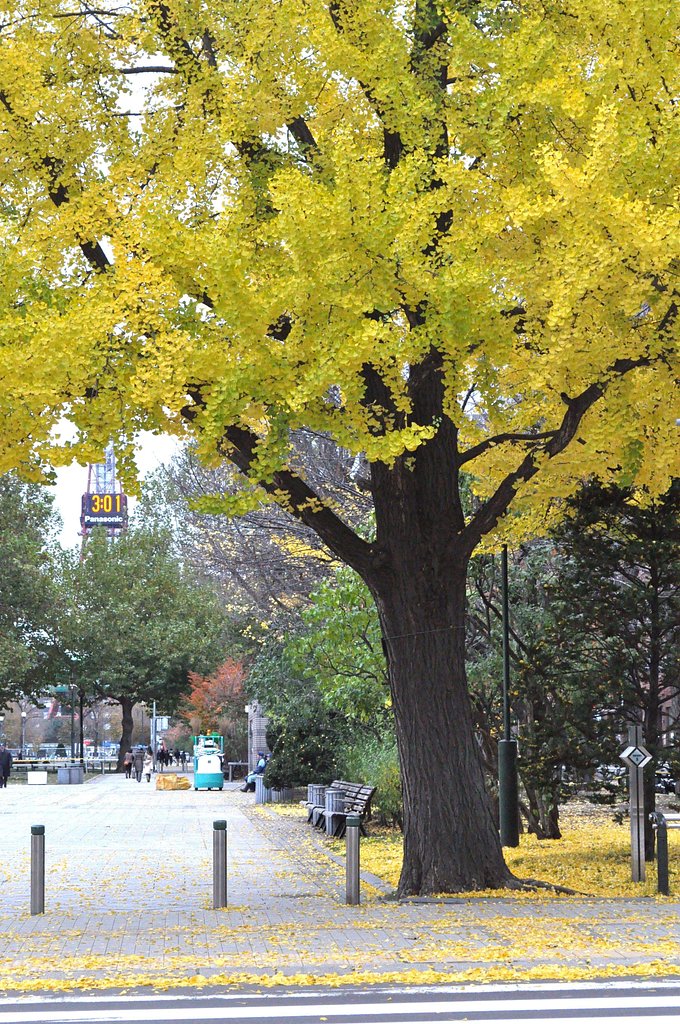 【秋】公園