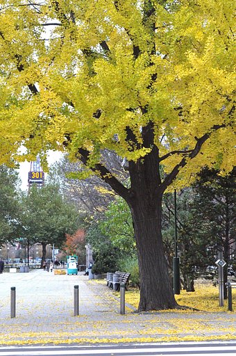 【秋】公園