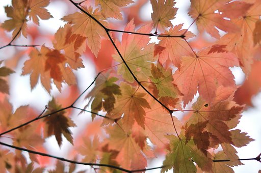 紅葉