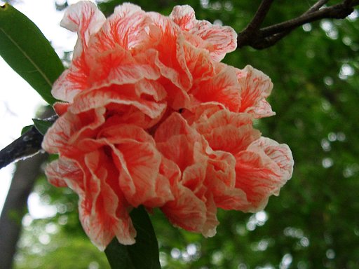 ◆珍しいザクロの花-b