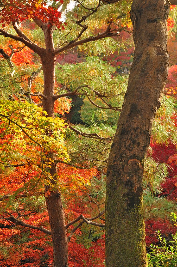 東福寺の紅葉